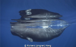 Whale Reflection by Richard (qingran) Meng 